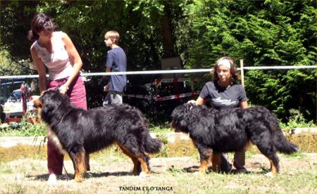 salut le chien
