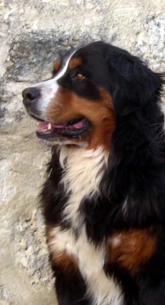 le chien pelisse