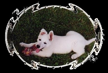 le chien p