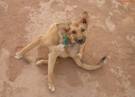 le chien de maroc